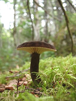 Mohrenkopf-Milchling, Lactarius lignyotus