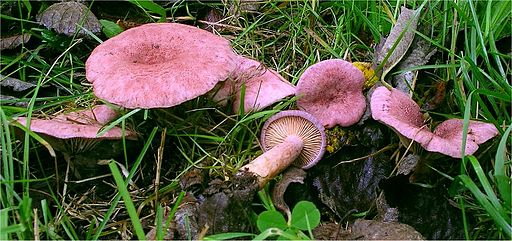Lila Milchling, Lactarius lilacinus
