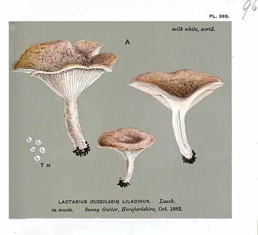 Lila Milchling, Lactarius lilacinus