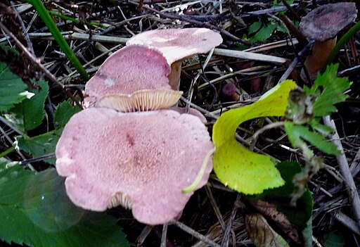 Lila Milchling, Lactarius lilacinus