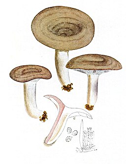 Fahler Milchling, Lactarius luridus