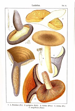 Fahler Milchling, Lactarius luridus