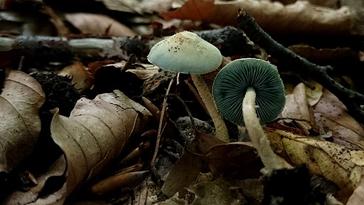 Fahler Milchling, Lactarius luridus