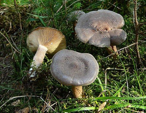Dunkler Kokosflocken-Milchling