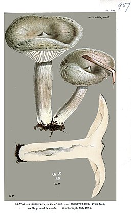 Dunkler Kokosflocken-Milchling, Lactarius mammosus