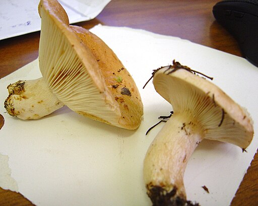 Heide-Milchling, Lactarius musteus