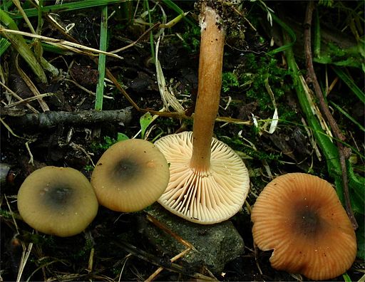 Olivbrauner Erlen-Milchling, Lactarius obscuratus