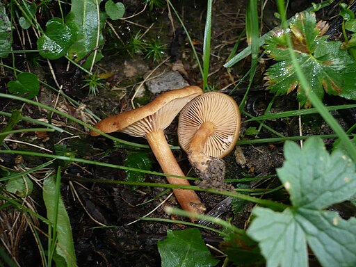Olivbrauner Erlen-Milchling, Lactarius obscuratus