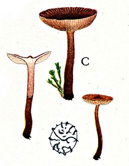 Moos-Milchling, Lactarius omphaliiformis