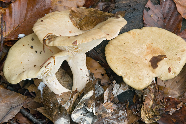 Falber Milchling, Lactarius pallidus