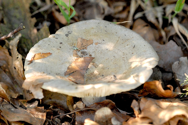 Falber Milchling, Lactarius pallidus