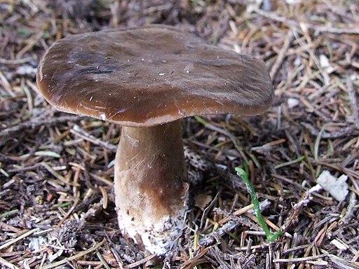 Pechschwarzer Milchling, Lactarius picinus