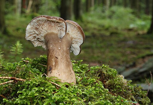 Pechschwarzer Milchling, Lactarius picinus