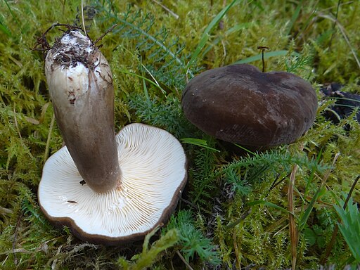 Pechschwarzer Milchling, Lactarius picinus