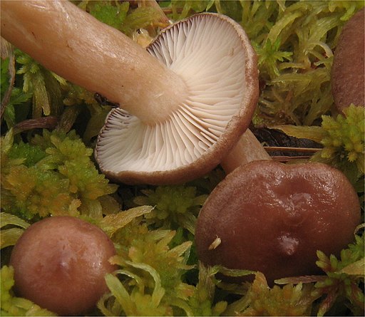 Gebuckelter Milchling, Lactarius pilatii