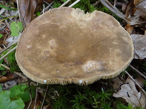 Flügelsporiger Milchling, Lactarius pterosporus