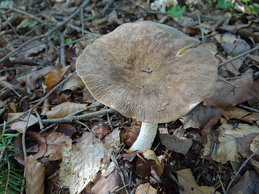 Flügelsporiger Milchling, Lactarius pterosporus