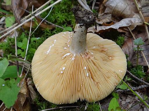 Flügelsporiger Milchling, Lactarius pterosporus