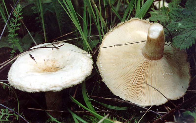 Flaumiger Birken-Milchling