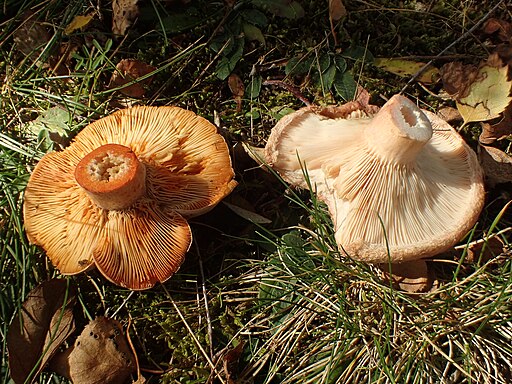 Flaumiger Birken-Milchling, Lactarius pubescens