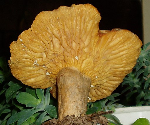 Scharfer Hasel-Milchling, Lactarius pyrogalus