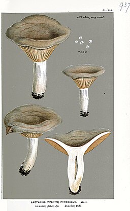 Scharfer Hasel-Milchling, Lactarius pyrogalus