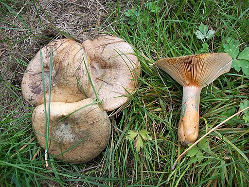 Wechselblauer Edel-Reizker, Lactarius quieticolor