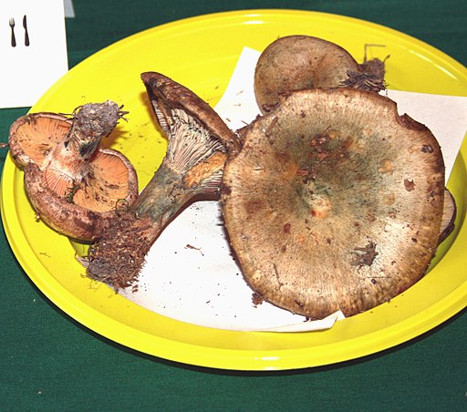 Wechselblauer Edel-Reizker, Lactarius quieticolor