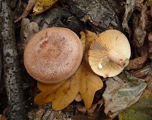 Eichen-Milchling, Lactarius quietus