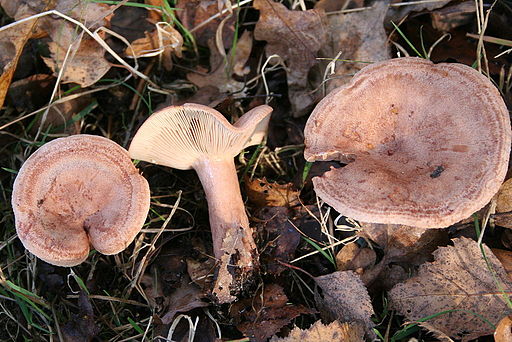 Eichen-Milchling, Lactarius quietus