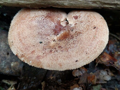 Eichen-Milchling, Lactarius quietus