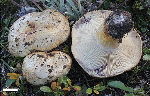 Zottiger Violett-Milchling, Lactarius repraesentaneus