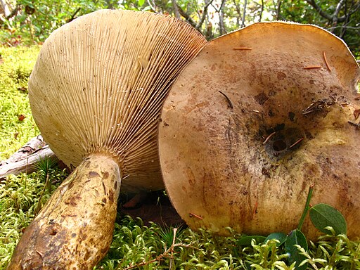 Zottiger Violett-Milchling, Lactarius repraesentaneus
