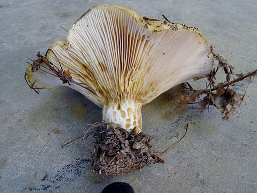 Wimpern-Milchling, Lactarius resimus