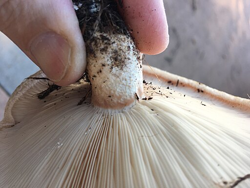 Wimpern-Milchling, Lactarius resimus