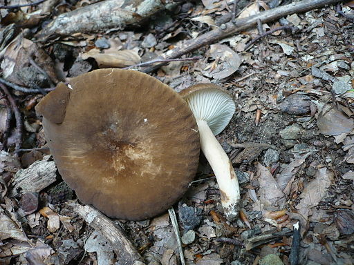 Dunkler Korallen-Milchling, Lactarius romagnesii