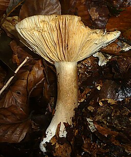 Dunkler Korallen-Milchling, Lactarius romagnesii