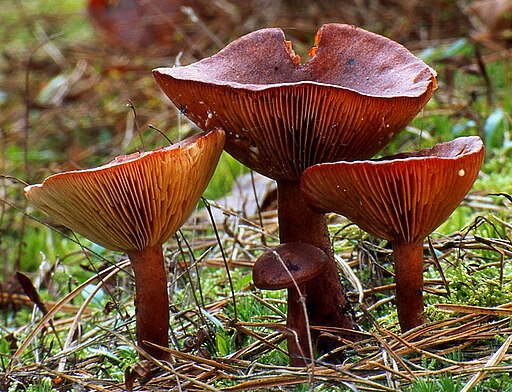 Rotbrauner Milchling, Lactarius rufus