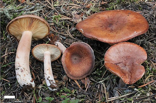 Rotbrauner Milchling, Lactarius rufus