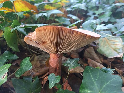 Rotbrauner Milchling, Lactarius rufus