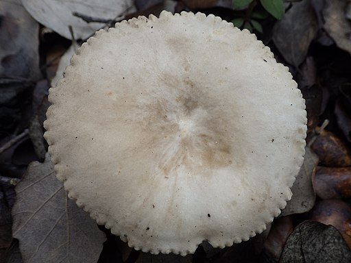 Heller Korallen-Milchling, Lactarius ruginosus