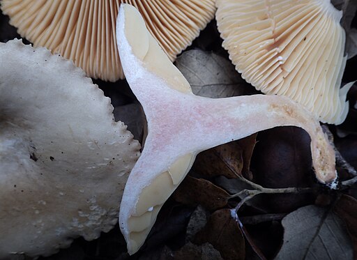 Heller Korallen-Milchling, Lactarius ruginosus