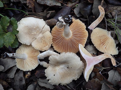 Heller Korallen-Milchling, Lactarius ruginosus
