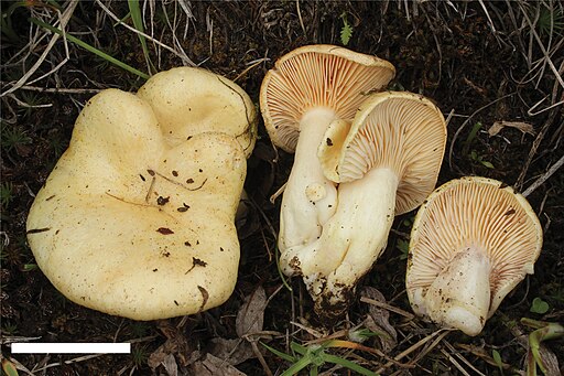 Netzweiden-Milchling, Lactarius salicis-reticulatae