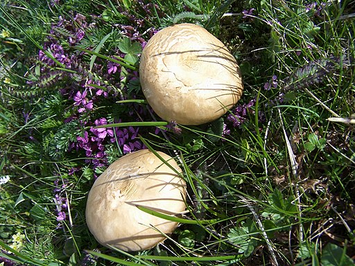 Netzweiden-Milchling, Lactarius salicis-reticulatae