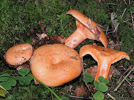 Lachs-Reizker, Lactarius salmonicolor