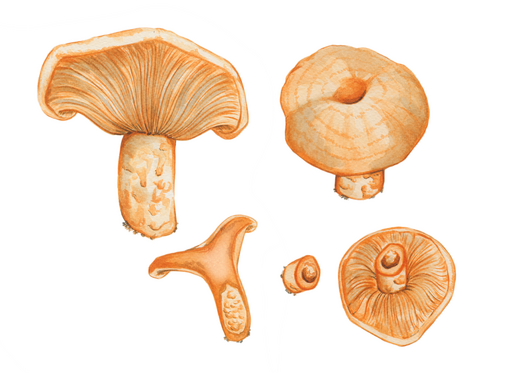 Lachs-Reizker, Lactarius salmonicolor