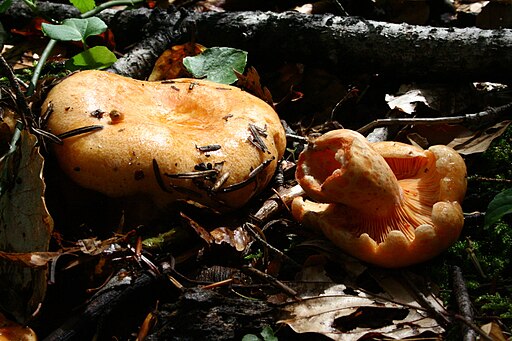 Lachs-Reizker, Lactarius salmonicolor