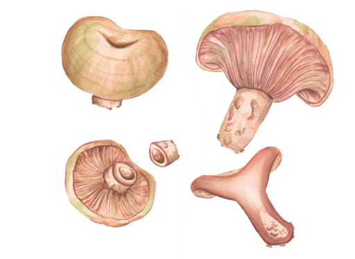 Weinroter Kiefern-Reizker, Lactarius sanguifluus