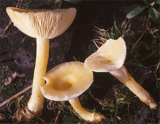Flaumiger Moor-Milchling, Lactarius scoticus